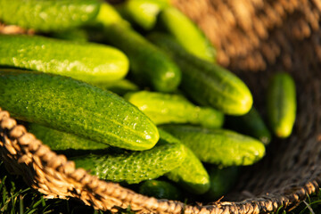 freshly picked cucumbers in basket