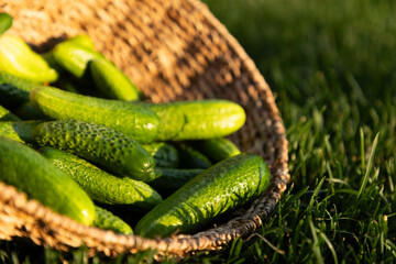 freshly picked cucumbers in basket