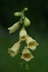 Wild growing, pale yellow foxglove Scrophulariaceae Digitalis Grandiflora. Beautiful flowers of the medicinal plant in the Austrian Alps. Styria, Austria, Europe.
