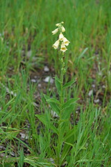 Wild growing, pale yellow foxglove Scrophulariaceae Digitalis Grandiflora. Beautiful flowers of the medicinal plant in the Austrian Alps. Styria, Austria, Europe.