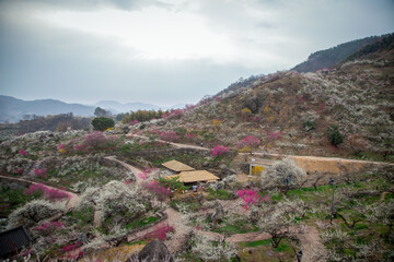 광양매화마을