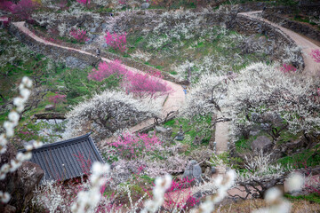 광양매화마을