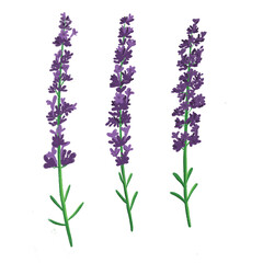 Naklejka premium Crayon Floral Illustration Set – Hand-Drawn Lavender for Kids Worksheets, Wedding Invitations, and Graphic Design