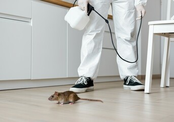 Pest control specialist in protective suit spraying insecticide in modern kitchen while brown rat runs on wooden floor