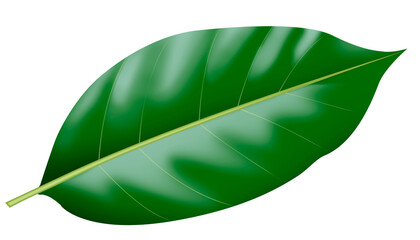 Fototapeta premium green leaf isolated on white Png background