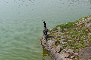 Neotropic cormorant or olivaceous cormorant (Nannopterum brasilianum) on lake in Rio de Janeiro, Brazil