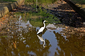 Great egret (Ardea alba) on lake, Rio de Janeiro, Brazil