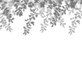 Realistic black shadow overlay effect of blurred natural leaf on transparent background. Tree branch leaves shadow. gray shadow and light effect. Summer spring mockup design elements, PNG
