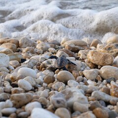 Baby sea turtle crawling on rocks