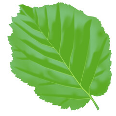 green leaf isolated on white