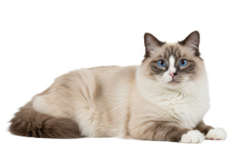 Adult Ragdoll cat with seal point creamy white and light brown fur, piercing blue eyes, lying relaxed on a transparent studio background with soft lighting, looking into camera. Concept of pet