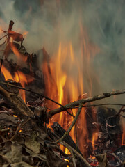 Intense Flames Engulfing Dry Leaves and Branches, Producing Billowing Smoke