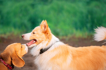 Two red dogs standing face to face in outdoors, close up