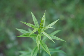 A plant with young green shoots. Nature.