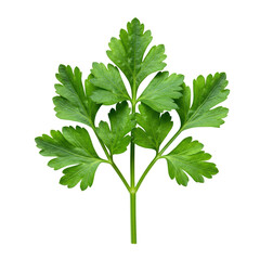 Fresh, vibrant emerald green parsley leaves, distinct, natural textures, delicate veins, sharp focus, top-down flat lay on a transparent background with bright, shadowless studio lighting.