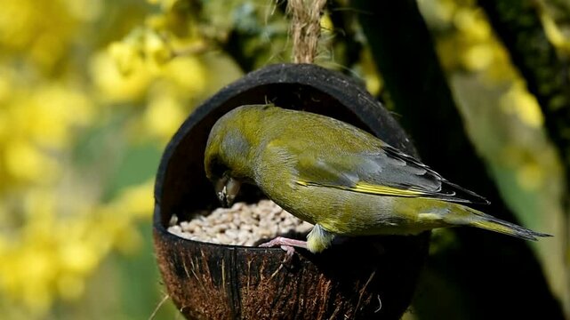 Gr&uuml;nfink frisst Sonnenblumenkerne aus einer Kokosnuss