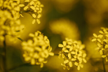 Close-up of small yellow wildflowers blooming in field with soft depth of field and dark green...