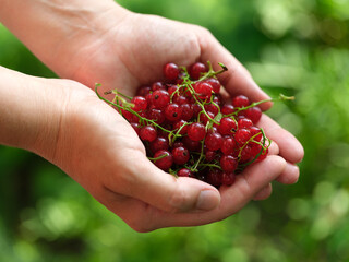A woman holding redcurrants in her palms. Close up.