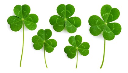 Close-up of five vibrant clover leaves
