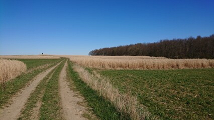 Fototapeta premium field of wheat