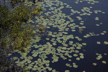 Lily pads spread across still dark water near wetland grasses, shot from above. Natural scene with green leaves and reflections. Useful for themes of ecology, wetlands, nature, tranquility. 