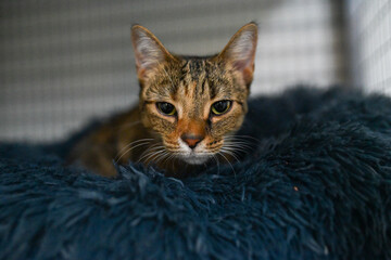 Tabby cat relaxing on soft blue bed in cage