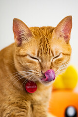 An orange domestic cat with closed eyes and a protruding tongue. The cat resembles the character Garfield and has a sweet expression as it licks its lips.