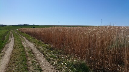 Fototapeta premium dutch farmland in spring