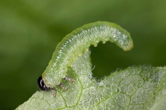 Small gooseberry sawfly Pristiphora rufipes - leaf of currant eating by larvae. The currant sawfly is a pest of currants and gooseberries.