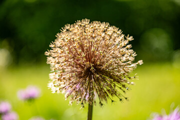 Allium