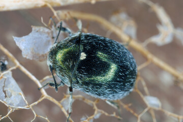 Morychus aeneus, a species of beetle from the family Byrrhidae, the pill beetles.