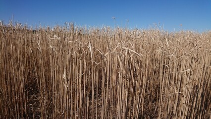 reed in the wind
