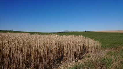field of wheat