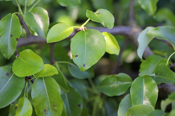 Scab or black spot of pear, it causes plant pathogen Venturia pyrina is a species of fungus in the...