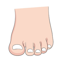 Human Foot and Toes Front View Flat Design Illustration for Podiatry and Care