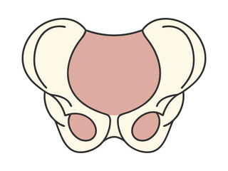 Human Pelvis Bone Anatomy Flat Design Illustration for Medical Education