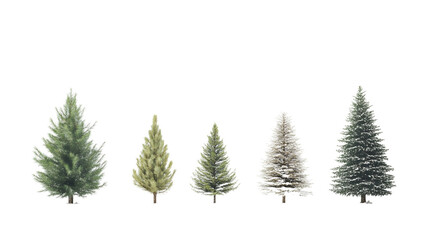 Variety of evergreen trees displaying different foliage and snow-covered branches
