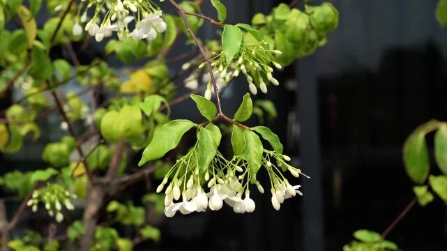 Wrightia Religiosa (Moke) Flowers Blooming on Branch