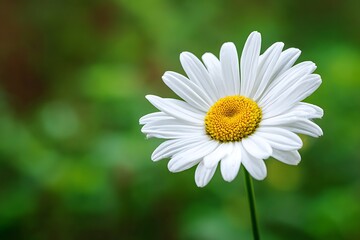 Fototapeta premium Detailed macro image of a white daisy flower against a green background