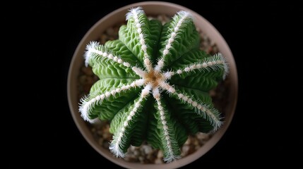 Top view of  green cactus with white spines in  brown pot against  black background