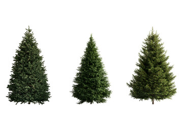 Obraz premium Three different types of evergreen trees on black background