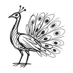 Fototapeta premium PNG Elegant peacock line art illustration.