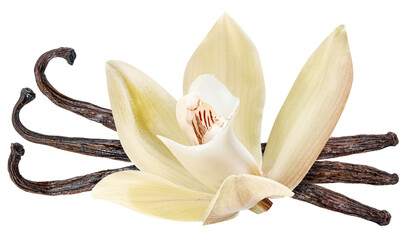 Yellow moth orchid flower and vanilla sticks on white background. File contains clipping path. © volff