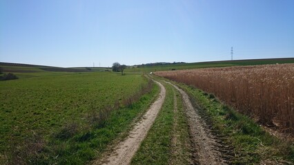 Fototapeta premium road in the field
