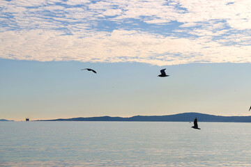 Seagulls flying above the sea. Selective focus.