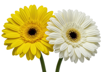 Bright yellow and transparent gerbera daisies with perfectly formed petals and intricate disc florets, isolated against a seamless, transparent studio background with ample copy space, soft