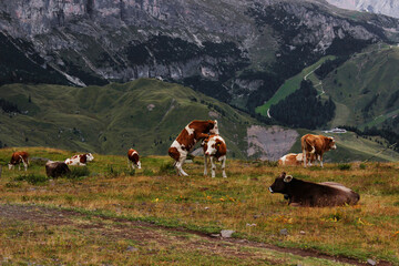 Naklejka premium Cows grazing on a green meadow