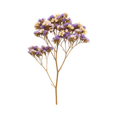 Single sprig of dried Limonium flowers with delicate, papery petals and intricate branching, displaying muted lavender, faded purple, and soft beige florets, against a pristine transparent seamless