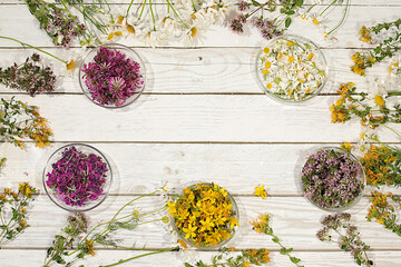 Medicinal herbs and their flower petals in glass cups for infusions or tea, concept of alternative folk medicine, advertisement of a green pharmacy, collection of useful herbs for treatment according