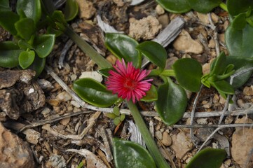 Rocío (Aptenia cordifolia)